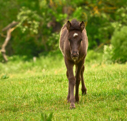 Fototapeta premium A small cute black foal of an Icelandic horse is coming directlly in direction of the camera and is looking smart
