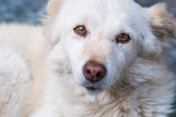 Close-up of a curious white dog looking at us