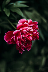 red rose in the garden