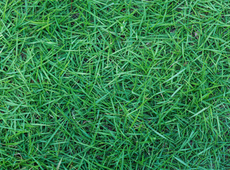Green grass in full screen for background. 