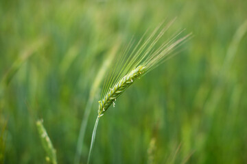 Spikelets of young green rye. Rye is raw material for flour