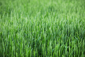 Fototapeta na wymiar Field of green young wheat. Breeding of new varieties of cereals