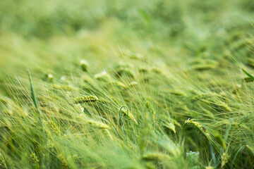 Spikelets of green young barley on the farm. Checking cereals for pests