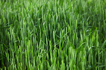 Green field of young cereals. Wheat growth on the farm. Pest control