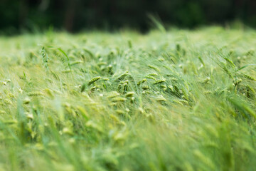 Green field of young cereals. Growth of barley. Harvest forecasting