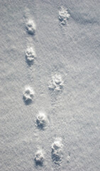 snow and traces of a dog