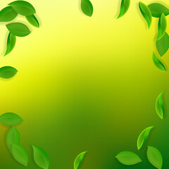 Falling green leaves. Fresh tea neat leaves flying