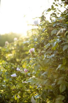 A wild rose flower in the form of a blossoming bud and leaves under the sun highlights, bokeh with selective soft focus. Vertical photo