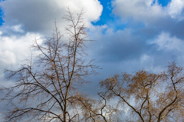 Dramatic sky with clouds before a thunderstorm and tree branches