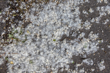 background and texture of pavement covered with poplar fluff in June and July.