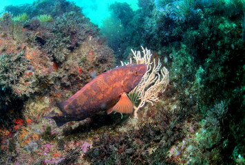 Red wrasse