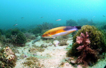 coral reef with fish