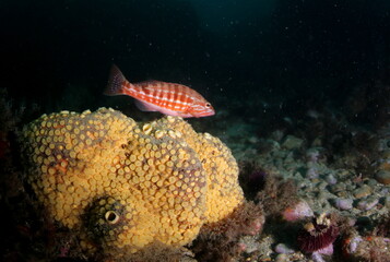 coral reef with fish