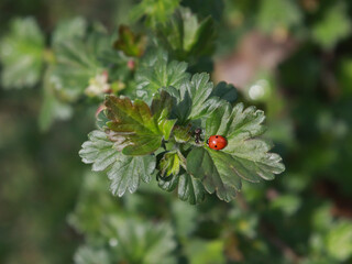 The insect is red. ladybugs and ant on a green leaf. View from above. Macro.