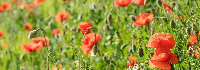 Panoramic image of a field full of poppy flowers
