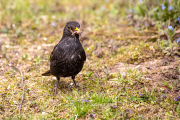 Amsel mit Fressen im Schnabel