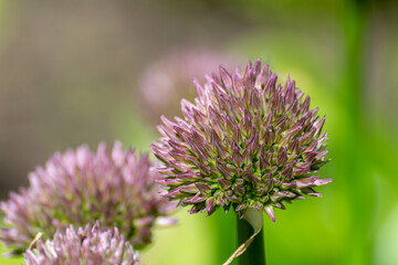 Bud of the giant onion or allium giganteum is an asian variety of onion. spring flower clusters.