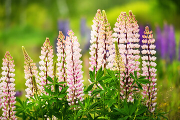 Lush flowering of pink lupine flowers in the meadow. The mood of a warm summer sunny day in nature.