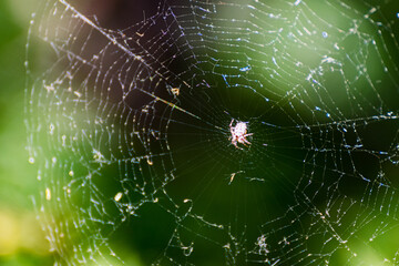 close-up of spider on a spider web. Spider on its web waiting to catch prey.