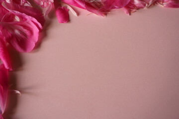 płatki kwiatów © Magorzata