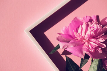 Creative layout made of pink peony flower on colorful background with white frame.