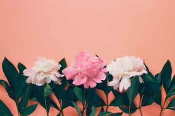 Creative layout made of white and pink peony flowers on pastel background.