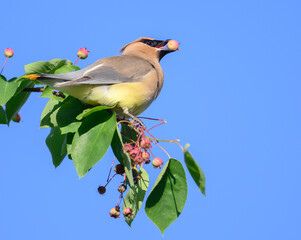 Cedar waxwing feeding on berries in a tree