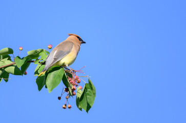 Cedar waxwing feeding on berries in a tree