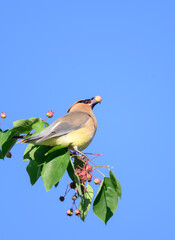 Cedar waxwing feeding on berries in a tree