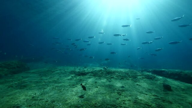 sun rays sun beams underwater slow motion with some fish around relaxing ocean scenery