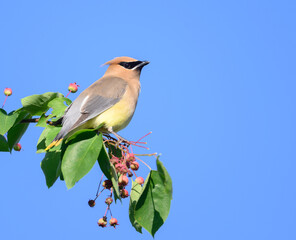 Cedar waxwing feeding on berries in a tree and blue sky