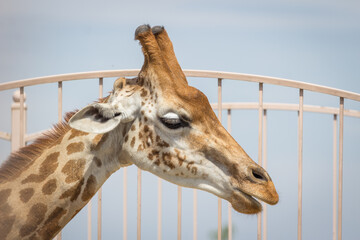 The tallest animal on earth. One giraffe. Spotted coat. Ginger colour. Long neck. Muzzle of a giraffe close-up. City zoo. Conditions for keeping animals. Artificial habitat.