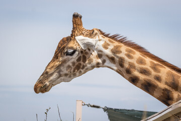 The tallest animal on earth. One giraffe. Spotted coat. Ginger colour. Long neck. Muzzle of a giraffe close-up. City zoo. Conditions for keeping animals. Artificial habitat.