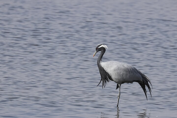 A lone demoiselle crane also known as  Grus virgo standing on one leg in a lake in Rajasthan India