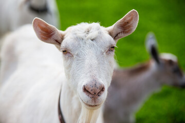 white goat head, pet, mammal,