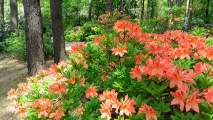 Flowering season of rhododendrons in a botanical garden in spring. Deciduous bush of Japanese rhododendron with salmon flowers in the coniferous forest. Beautiful orange azalea in bloom among pines.