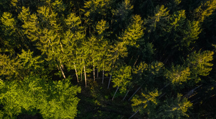 Aerial german forest near the Alps and Munich seen from above. Pine tree forest of Forstenrieder...