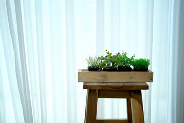 plant pot on wooden stool chair beside see through window curtain