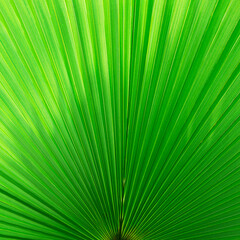 Beautiful exotic design template for banner ads, invitations, discount announcements and summer sales. Washingtonia palm tree leaf closeup with copy space. Floral background with green tropical leaf.