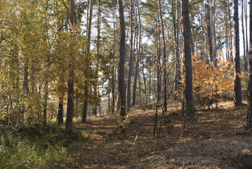 autumn in the forest