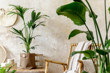 Neutral composition of living room interior with rattan armchair, a lot of tropical plants in...