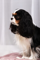 King charles spaniel sits indoor at studio