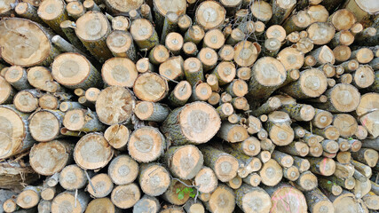 coupe de bois empilée en bordure de chemin forestier