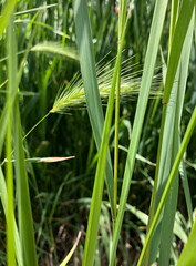 green grass with dew drops