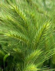 close up of pine needles