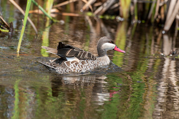 Canard à bec rouge.Anas erythrorhyncha - Red-billed Teal