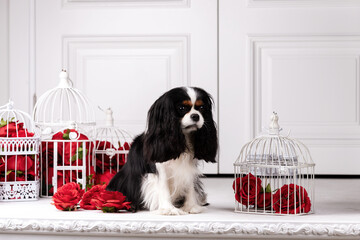 King charles spaniel sits indoor at studio