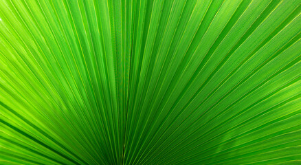 Obraz premium Exotic background with a green Washingtonia palm tree pleated leaf. Tropical summer palm leaf background for banners, invitations and advertising for spa, massage and beauty saloons.