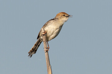 Cisticole à sonnette,.Cisticola tinniens, Levaillant's Cisticola