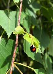 ladybird on a branch